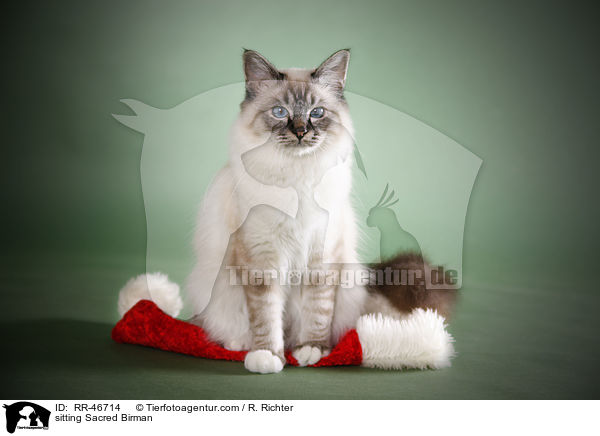 sitting Sacred Birman / RR-46714