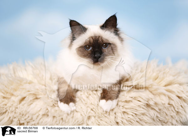 Heilige Birma / sacred Birman / RR-56768