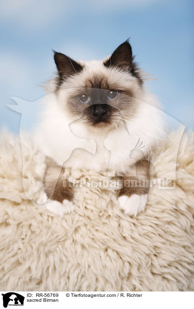 Heilige Birma / sacred Birman / RR-56769