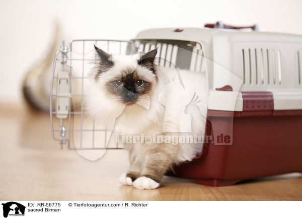 Heilige Birma / sacred Birman / RR-56775
