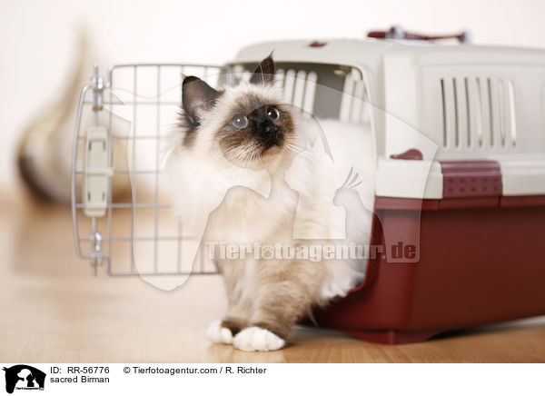 Heilige Birma / sacred Birman / RR-56776