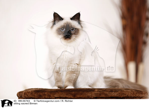 sitzende Heilige Birma / sitting sacred Birman / RR-56783