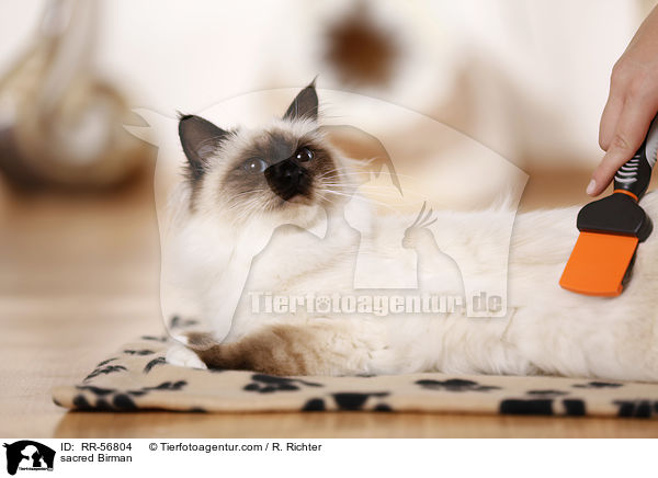 Heilige Birma / sacred Birman / RR-56804