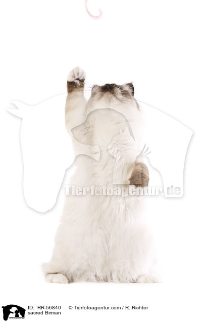 Heilige Birma / sacred Birman / RR-56840