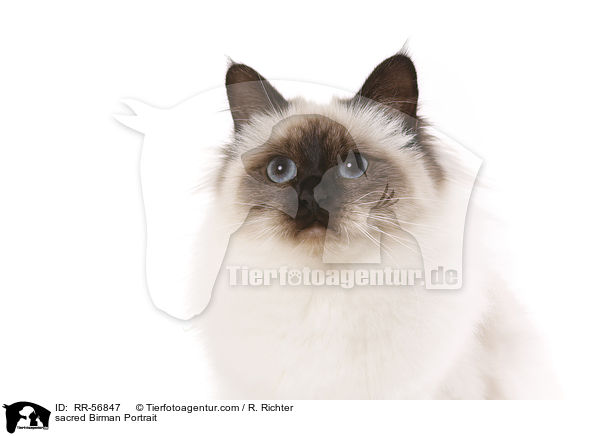 Heilige Birma Portrait / sacred Birman Portrait / RR-56847