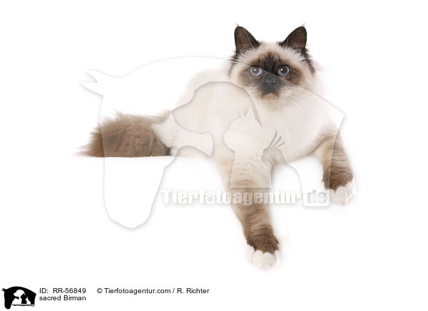 sacred Birman / RR-56849