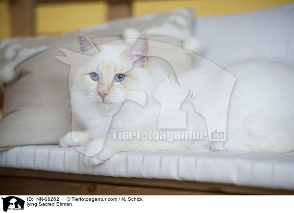 liegende Heilige Birma / lying Sacred Birman / NN-08262