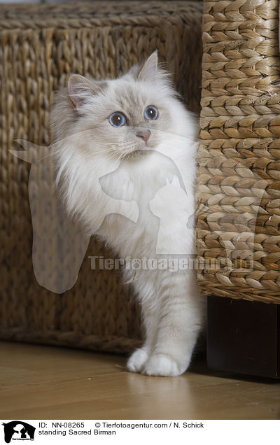 stehende Heilige Birma / standing Sacred Birman / NN-08265