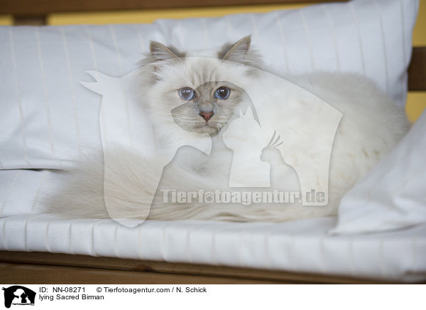liegende Heilige Birma / lying Sacred Birman / NN-08271
