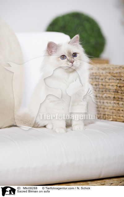 Heilige Birma auf dem Sofa / Sacred Birman on sofa / NN-08288