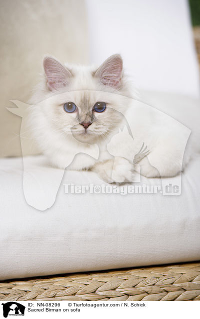 Heilige Birma auf dem Sofa / Sacred Birman on sofa / NN-08296