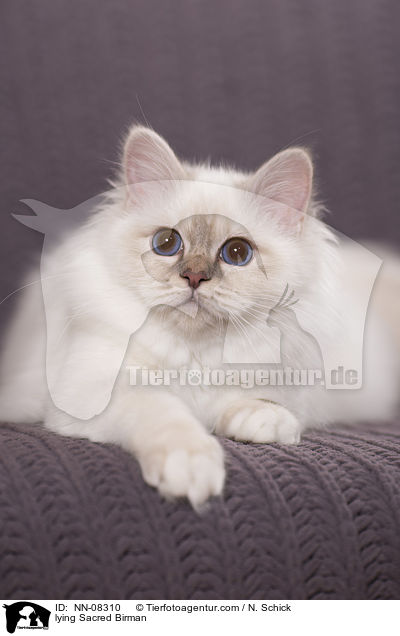 liegende Heilige Birma / lying Sacred Birman / NN-08310