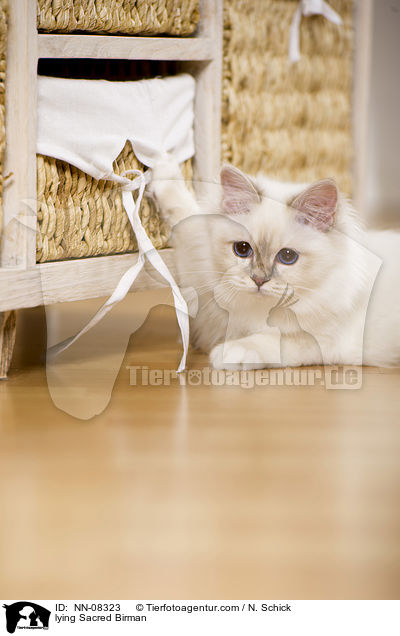 liegende Heilige Birma / lying Sacred Birman / NN-08323