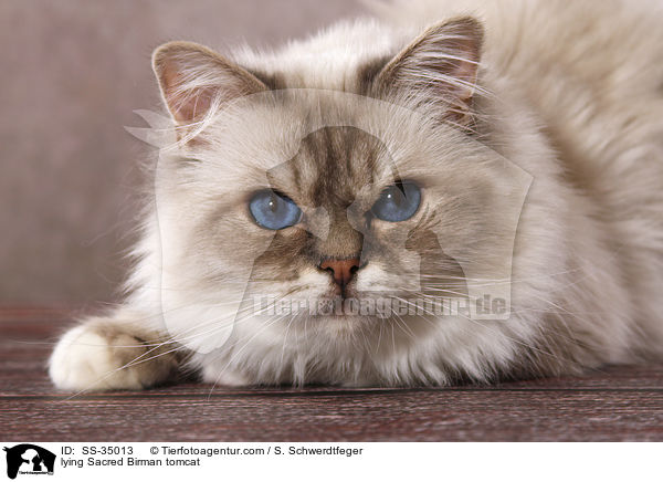 liegender Heilige Birma Kater / lying Sacred Birman tomcat / SS-35013