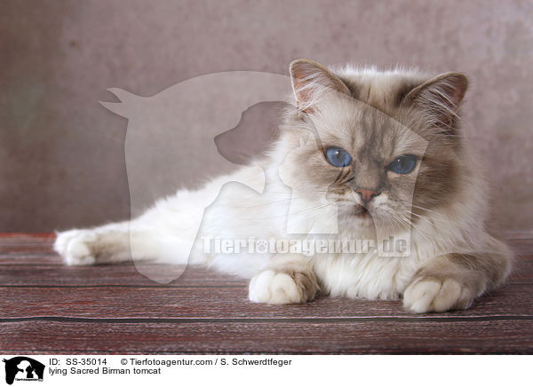 liegender Heilige Birma Kater / lying Sacred Birman tomcat / SS-35014