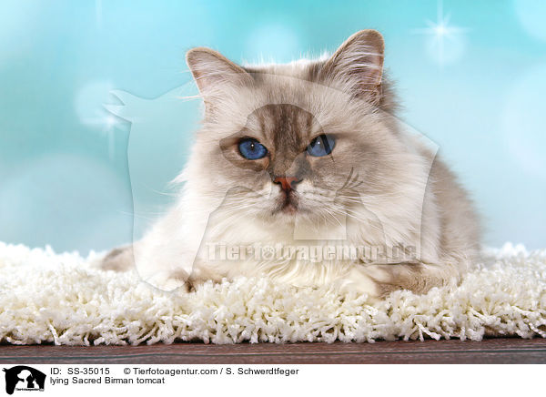 liegender Heilige Birma Kater / lying Sacred Birman tomcat / SS-35015