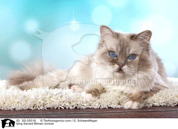 liegender Heilige Birma Kater / lying Sacred Birman tomcat / SS-35018