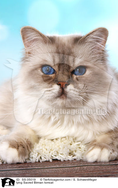 liegender Heilige Birma Kater / lying Sacred Birman tomcat / SS-35019
