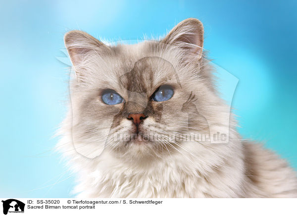 Heilige Birma Kater Portrait / Sacred Birman tomcat portrait / SS-35020