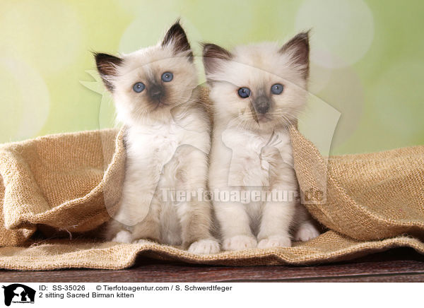 2 sitting Sacred Birman kitten / SS-35026