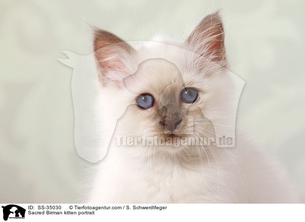 Heilige Birma K�tzchen im Portrait / Sacred Birman kitten portrait / SS-35030