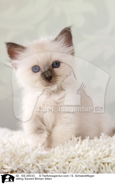 sitzendes Heilige Birma Ktzchen / sitting Sacred Birman kitten / SS-35033