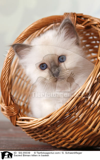 Heilige Birma Ktzchen im Krbchen / Sacred Birman kitten in basket / SS-35039