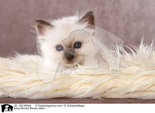 liegendes Heilige Birma Ktzchen / lying Sacred Birman kitten / SS-35046