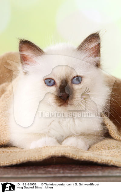 liegendes Heilige Birma Ktzchen / lying Sacred Birman kitten / SS-35059