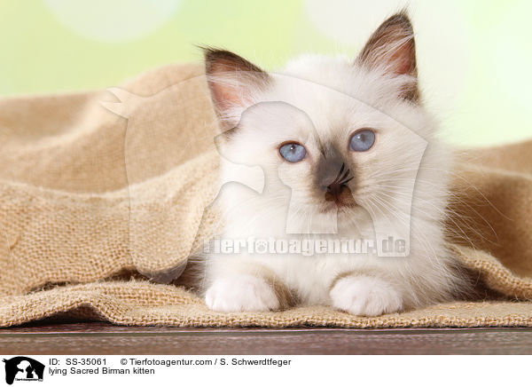 liegendes Heilige Birma Ktzchen / lying Sacred Birman kitten / SS-35061