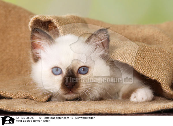 liegendes Heilige Birma Ktzchen / lying Sacred Birman kitten / SS-35067