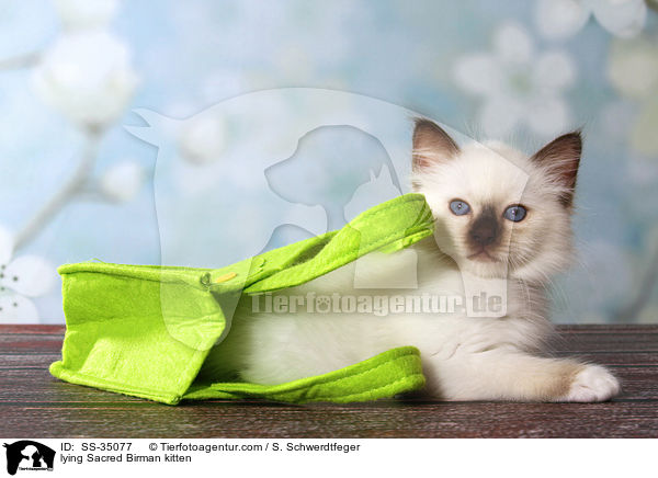 liegendes Heilige Birma Ktzchen / lying Sacred Birman kitten / SS-35077