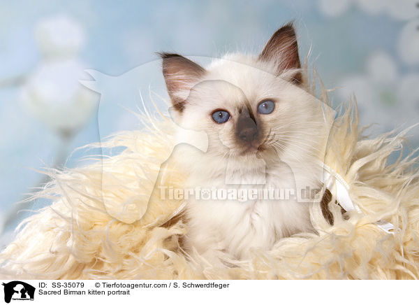 Sacred Birman kitten portrait / SS-35079