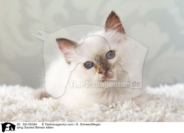 liegendes Heilige Birma Ktzchen / lying Sacred Birman kitten / SS-35084