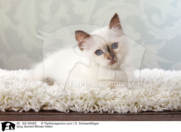liegendes Heilige Birma Ktzchen / lying Sacred Birman kitten / SS-35085
