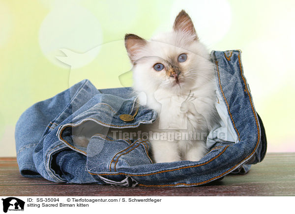 sitzendes Heilige Birma Ktzchen / sitting Sacred Birman kitten / SS-35094