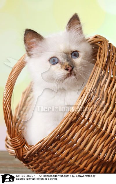 Heilige Birma Ktzchen im Korb / Sacred Birman kitten in basket / SS-35097