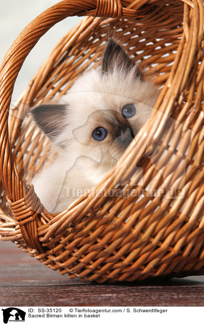 Heilige Birma Ktzchen im Korb / Sacred Birman kitten in basket / SS-35120