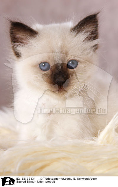 Heilige Birma Ktzchen im Portrait / Sacred Birman kitten portrait / SS-35131