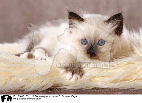 liegendes Heilige Birma Ktzchen / lying Sacred Birman kitten / SS-35135