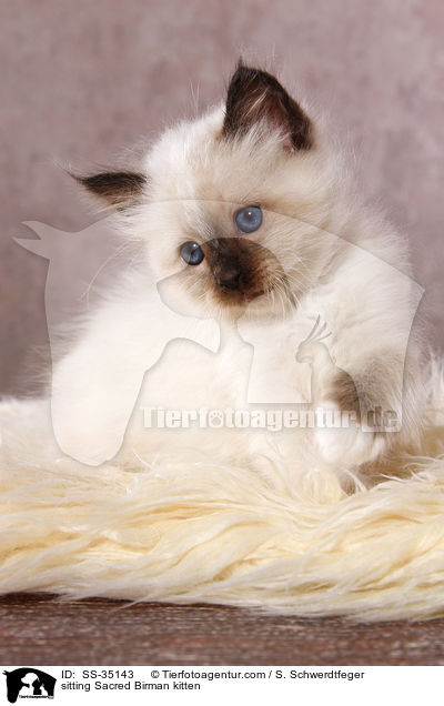 sitzendes Heilige Birma Ktzchen / sitting Sacred Birman kitten / SS-35143