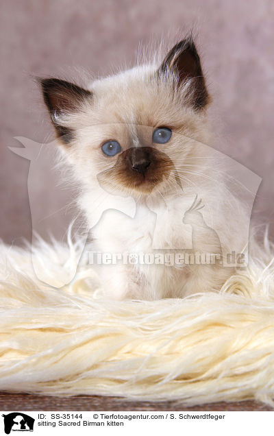 sitzendes Heilige Birma Ktzchen / sitting Sacred Birman kitten / SS-35144