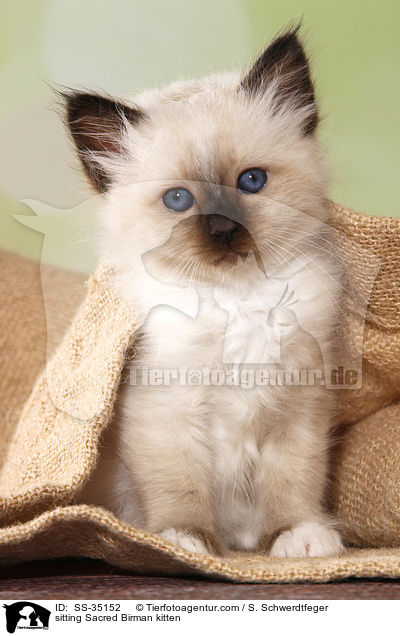 sitzendes Heilige Birma Ktzchen / sitting Sacred Birman kitten / SS-35152