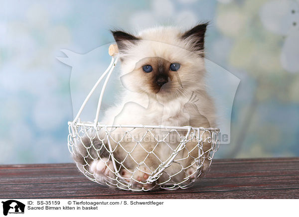 Sacred Birman kitten in basket / SS-35159