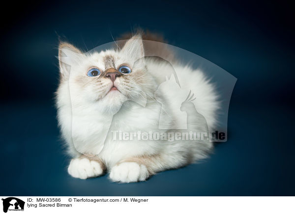 liegende Heilige Birma / lying Sacred Birman / MW-03586
