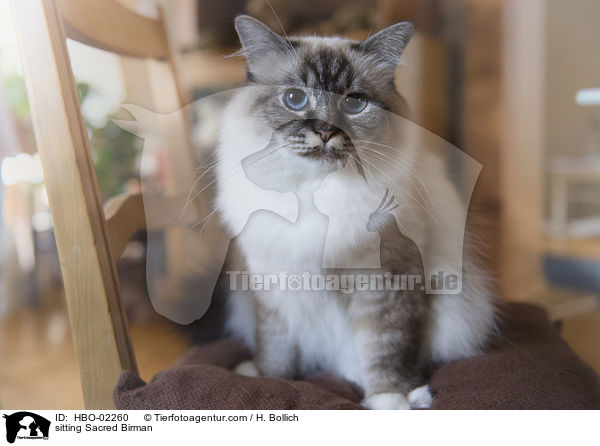 sitzende Heilige Birma / sitting Sacred Birman / HBO-02260
