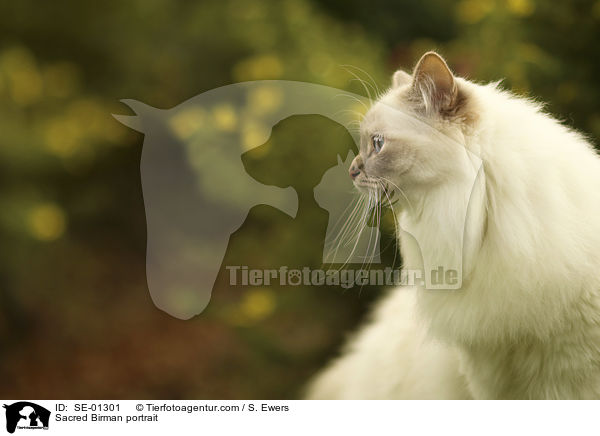 Heilige Birma Portrait / Sacred Birman portrait / SE-01301