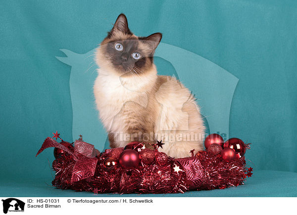 Heilige Birma / Sacred Birman / HS-01031