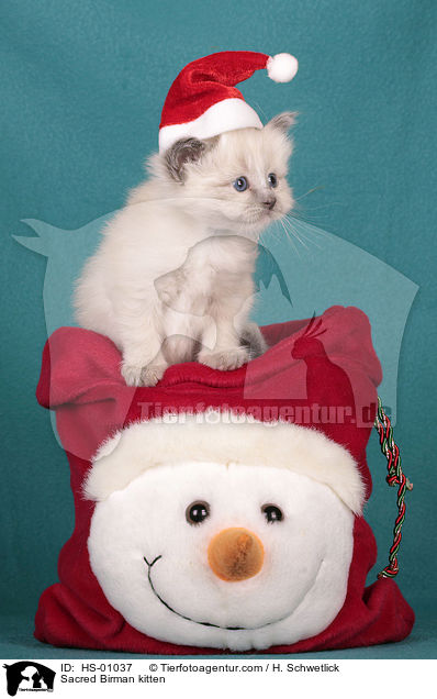 Heilige Birma Ktzchen / Sacred Birman kitten / HS-01037