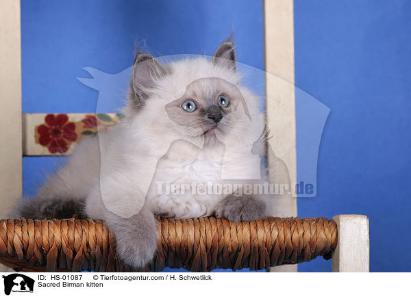 Heilige Birma Ktzchen / Sacred Birman kitten / HS-01087